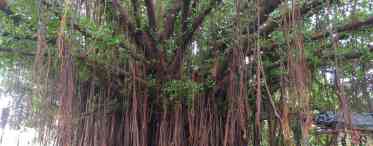 Баньян: дерево-гай і символ Індії