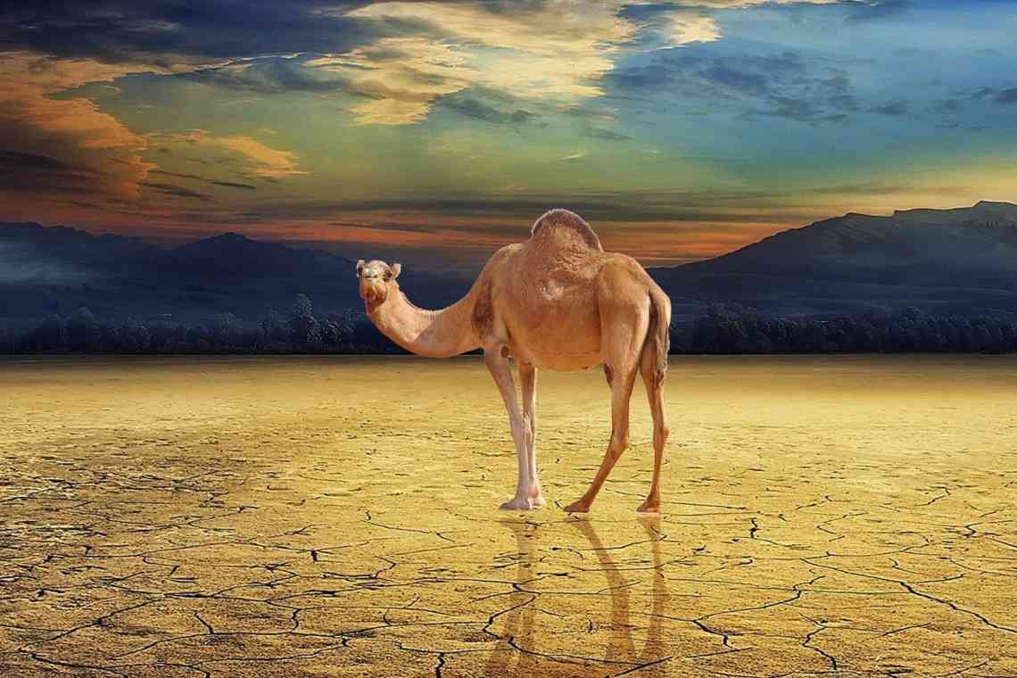 Там, де живуть верблюди, у інших немає і шансу