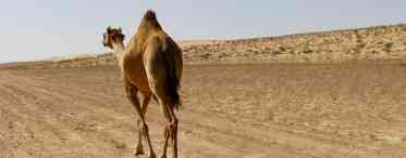 Дізнаємося що їсть верблюд в пустелі і в зоопарку?