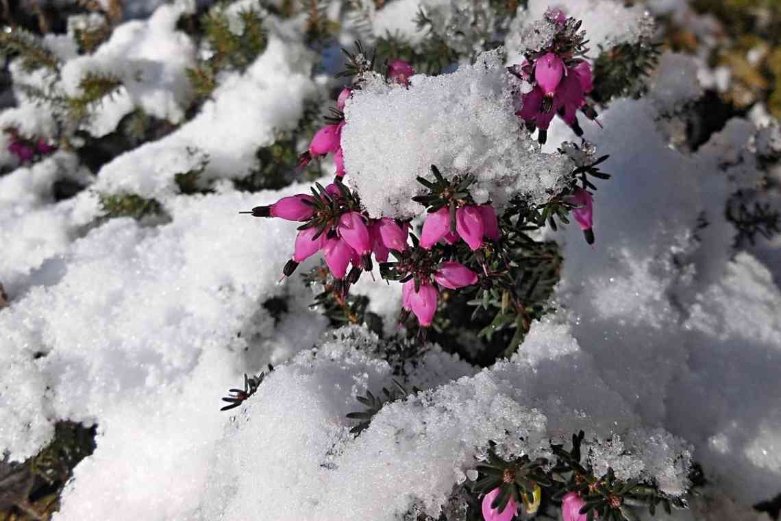 Зимові квіти: короткий опис, фото. Кімнатні квіти взимку