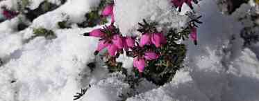Зимові квіти: короткий опис, фото. Кімнатні квіти взимку