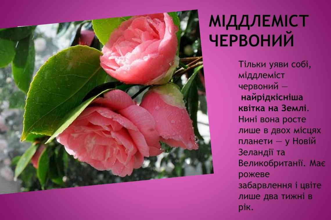 Краса рослин: чи тільки естетичну цінність вона має?