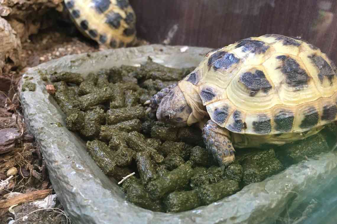 Дізнаємося що їдять сухопутні черепахи в домашніх умовах?