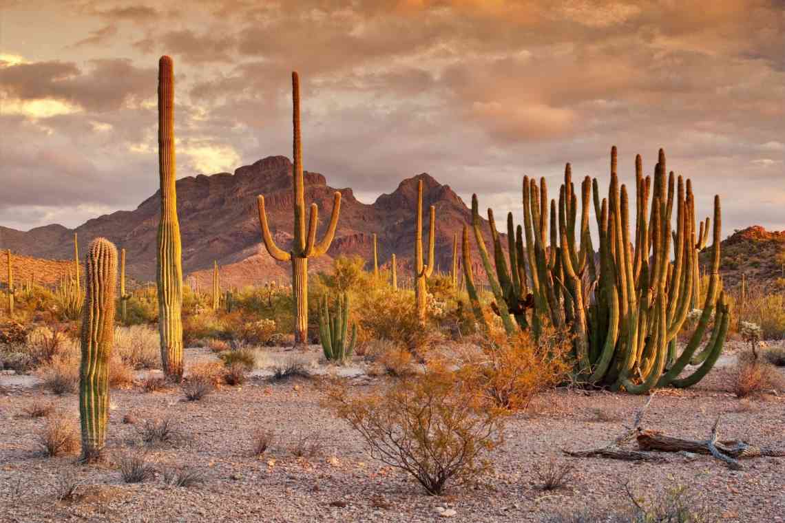 Рослини пустелі: список, опис та адаптація до екстремальних умов