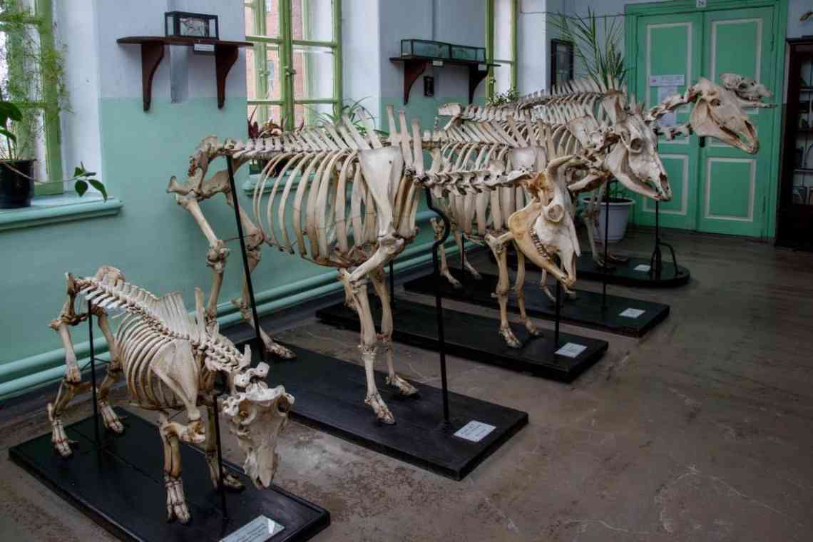 Анатомічний музей. Шокуючі експонати анатомічних музеїв світу
