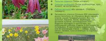 Рослини червоної книги республіки Білорусь: фото та опис