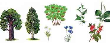 Чи росте дерево взимку: специфічні особливості розвитку рослин