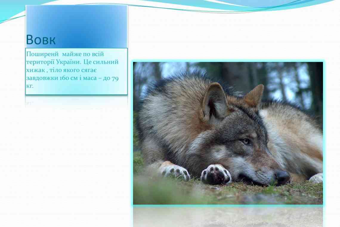 Японський вовк: короткий опис виду, середовище проживання, причини вимирання