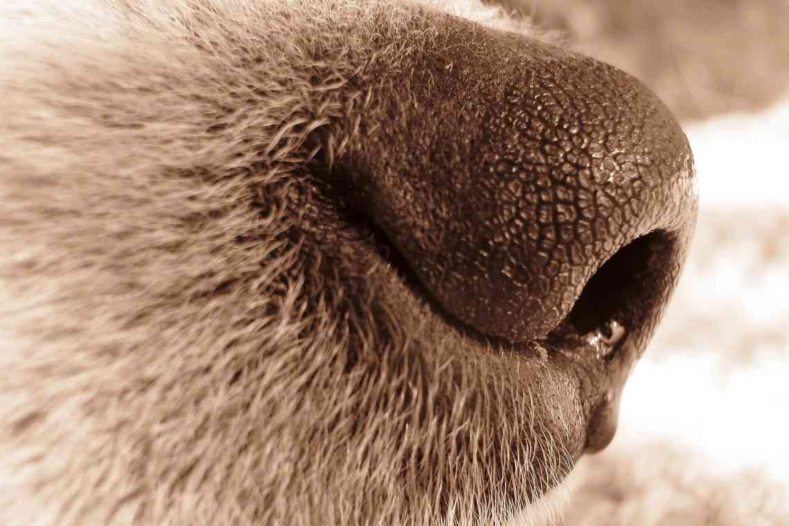 У якої тварини найкраще нюх?