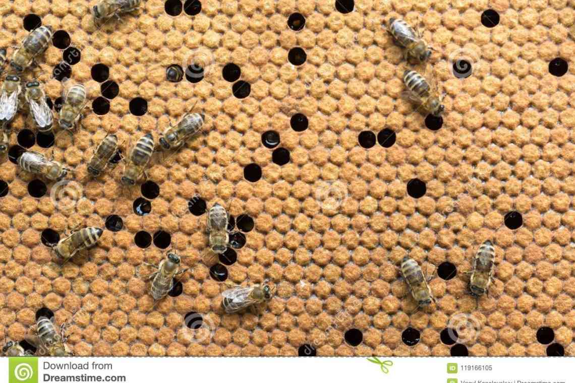 Личинка бджоли: стадії розвитку до дорослої особини, особливості харчування та різні факти