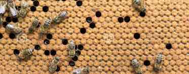 Личинка бджоли: стадії розвитку до дорослої особини, особливості харчування та різні факти