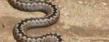 Гюрза - змія небезпечна, але з цінною для медицини отрутою
