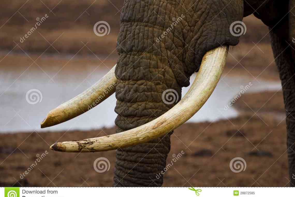 Бівень слона: короткий опис і фото. Цікаві факти