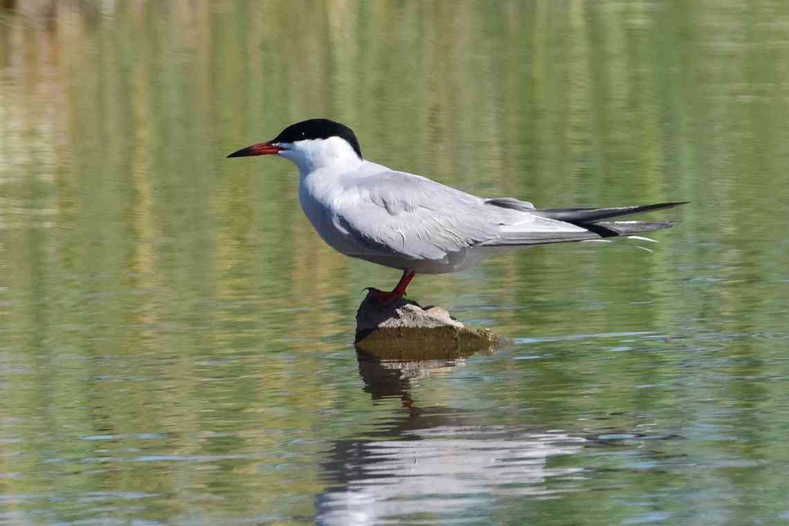 Птах річкова крачка: короткий опис, фото