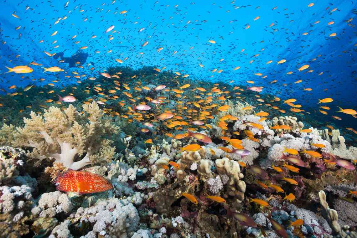 Червоне море (Єгипет) - унікальна екосистема
