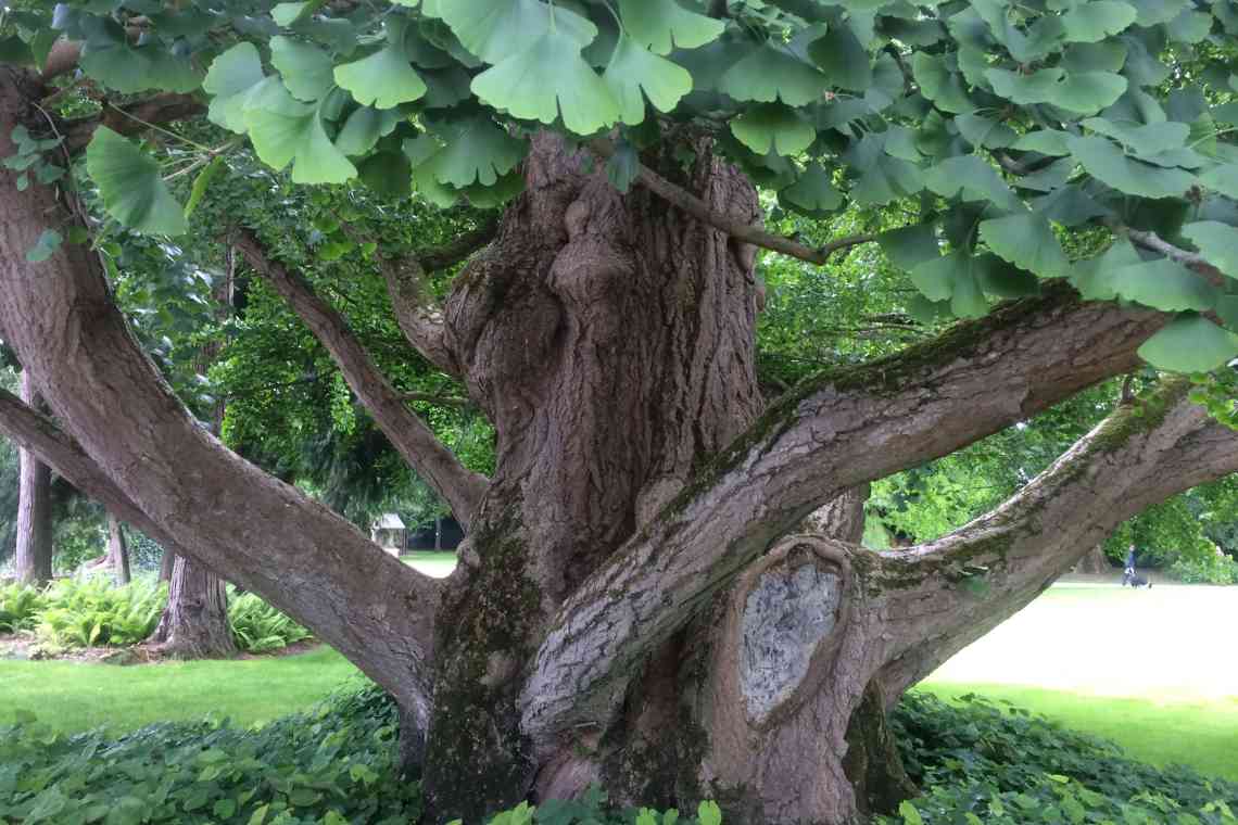 Палісандрове дерево: фото, властивості, колір