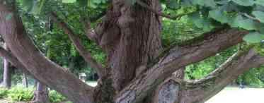 Палісандрове дерево: фото, властивості, колір