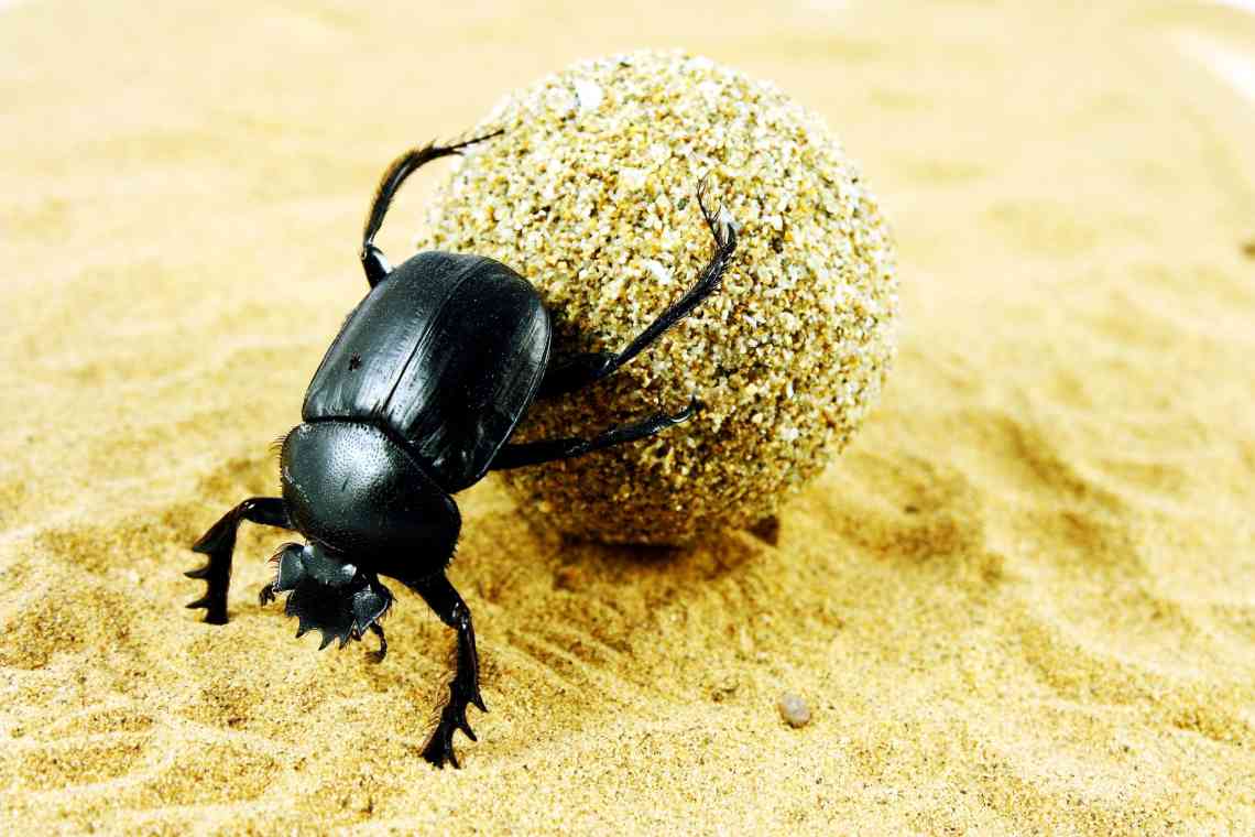 Навізний жук - ареал життя і спосіб життя