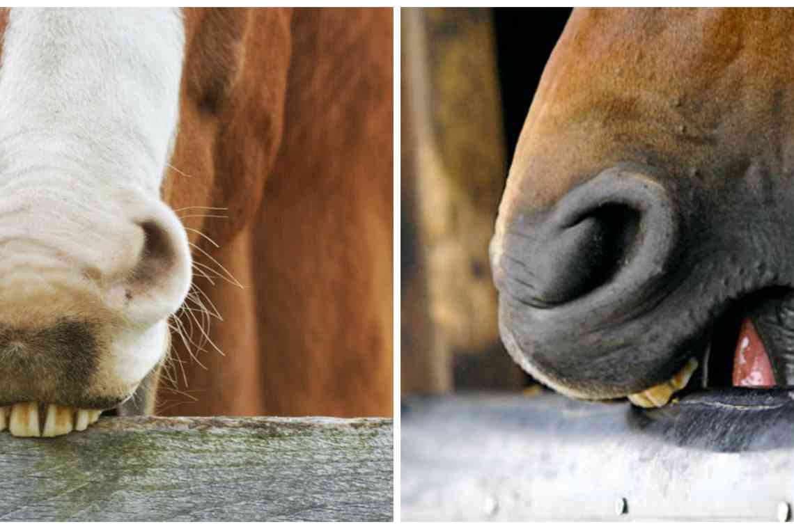 Схрещення коней: види. Специфічні особливості та результати спарювання віслюків та коней