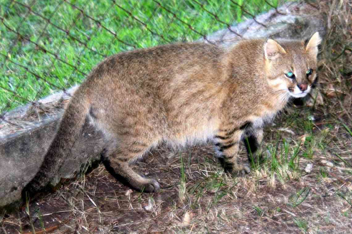 Пампасська кішка: короткий опис тварини. Цікава інформація