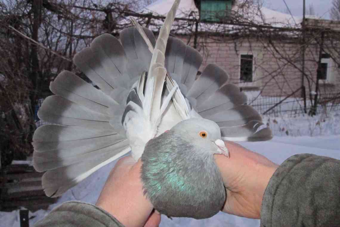 Серпасті голуби: короткий опис, спосіб життя, особливості польоту