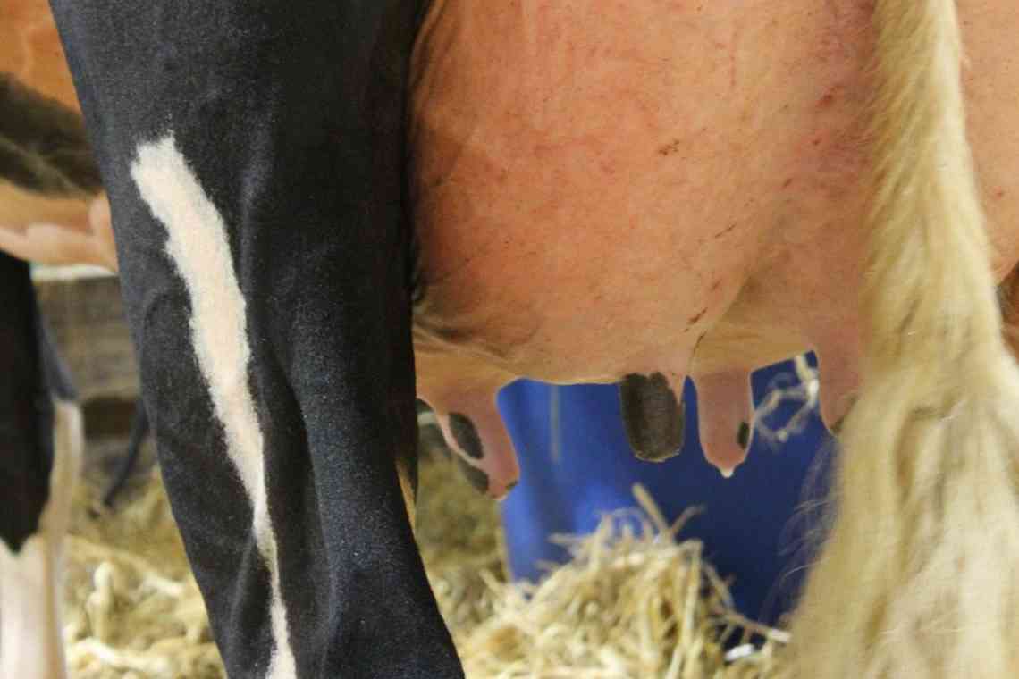 Дізнаємося як приймати пологи у корів?