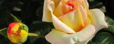 Улюблена багатьма садівниками - троянда Амбіанс