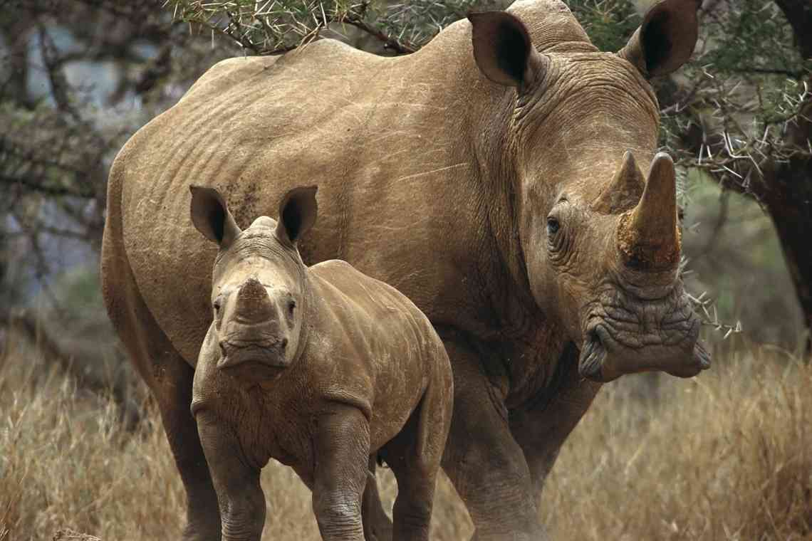 Дізнаємося де носороги живуть, і яких видів вони бувають