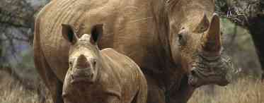 Дізнаємося де носороги живуть, і яких видів вони бувають
