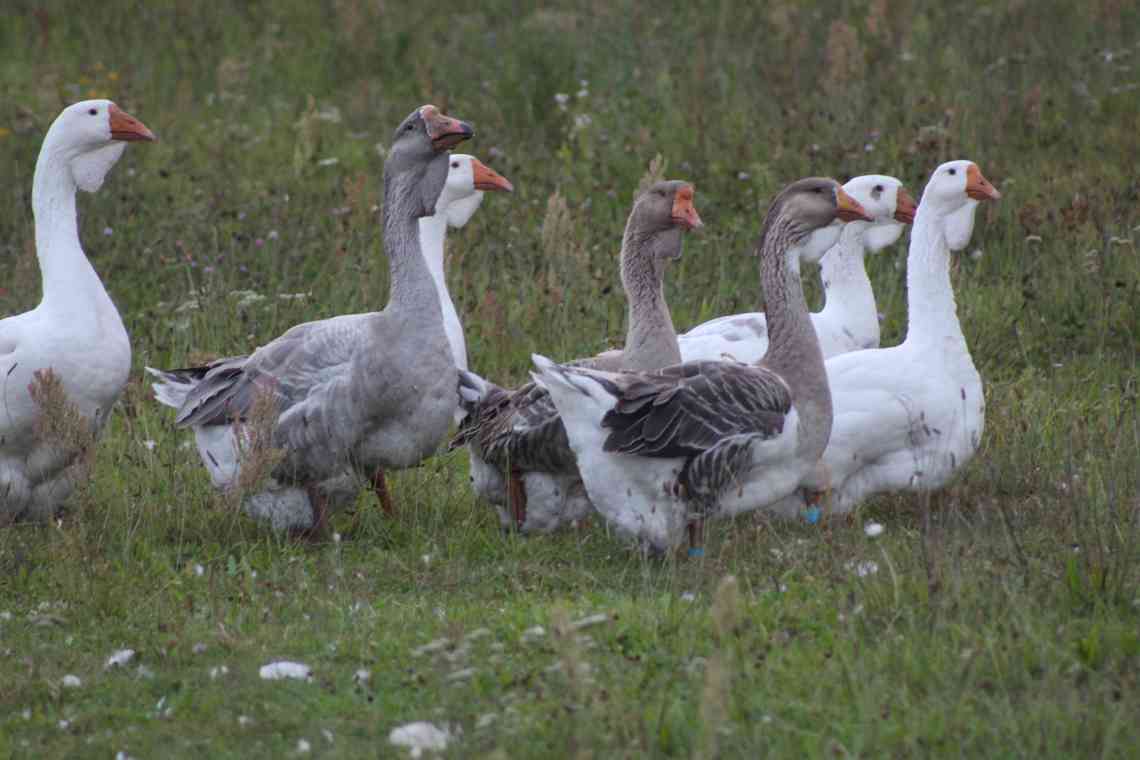 Білі гуси: опис, де водяться, фото
