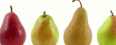 Дізнаємося чим корисна груша і кому її можна вживати?