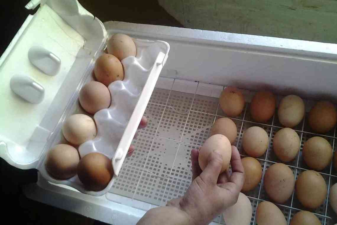 Який термін зберігання яєць у домашніх умовах