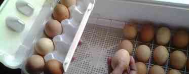 Який термін зберігання яєць у домашніх умовах