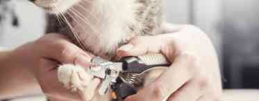 Як підстригти кішці кігті