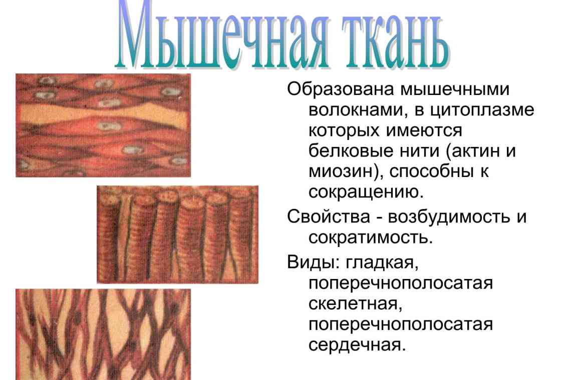 Як визначити тип тканини тваринного організму?