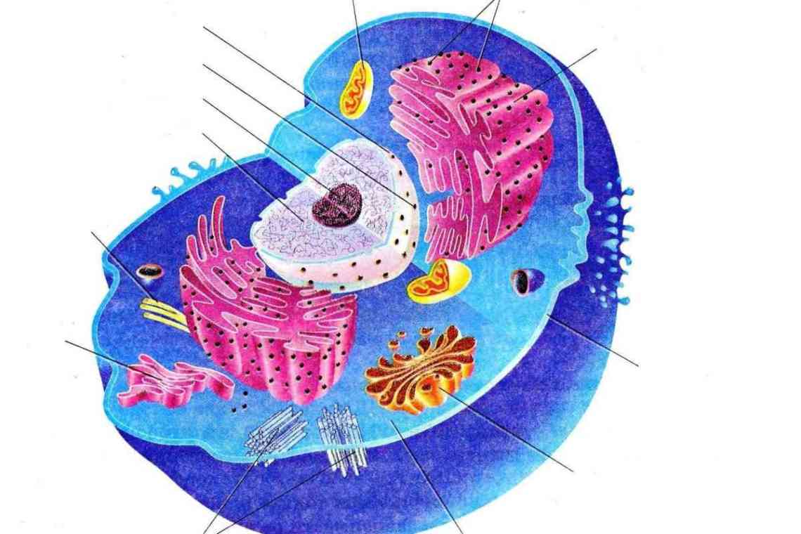 Біологія: клітини. Будова, призначення, функції