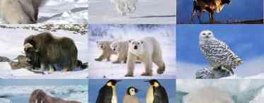 Тварини Північного Льодовитого океану. Тваринний світ Північного Льодовитого океану