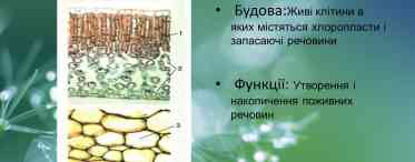 Як визначити систематичне становище рослини?