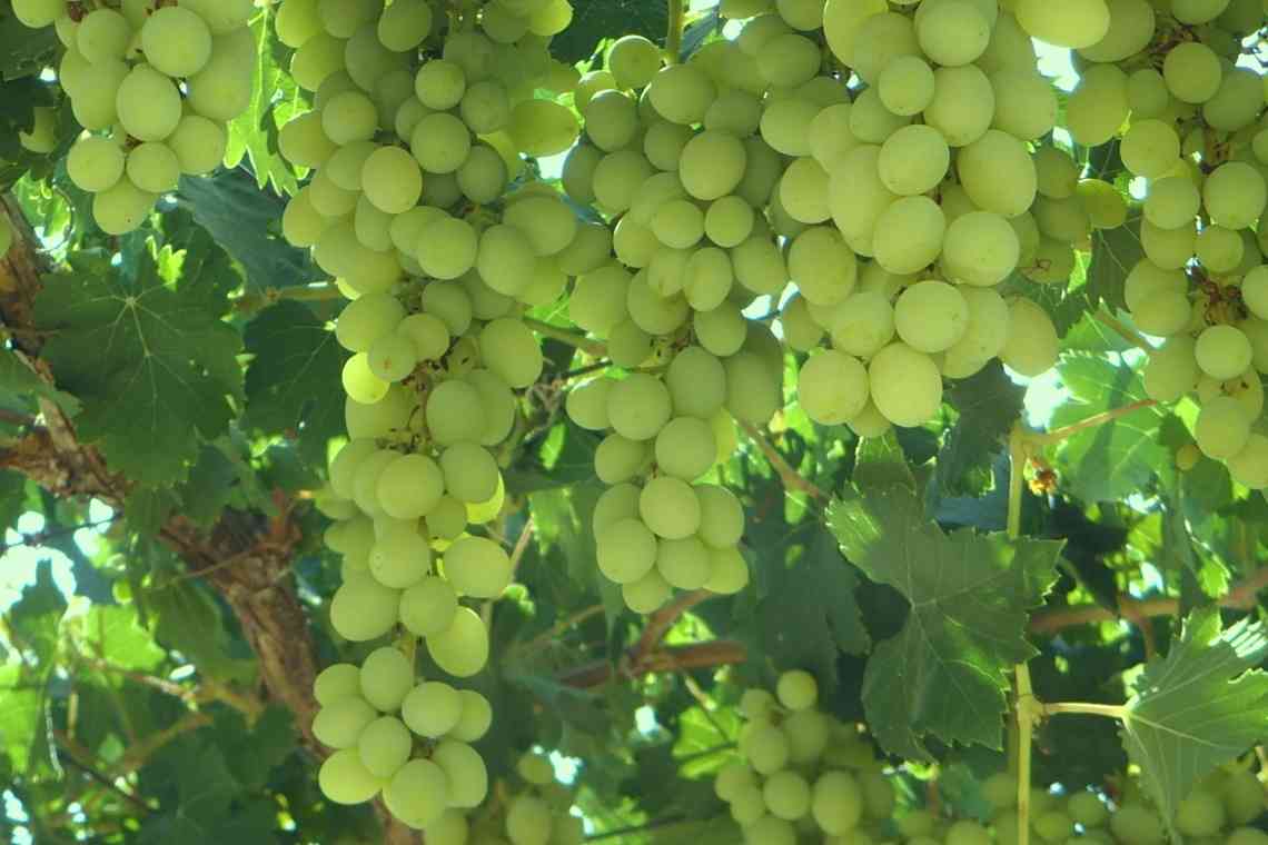 Як зберігати виноград?