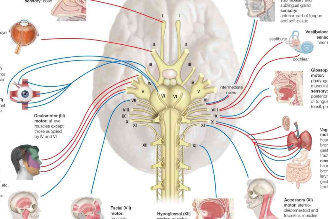 12 пар черепно-мозкових нервів: таблиця, функції, коротка характеристика