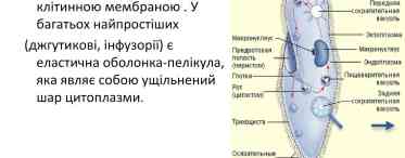 Яку будову має клітина найпростіших? Детальний опис