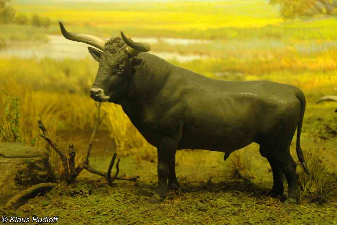 Дізнаємося хто був предком корови?