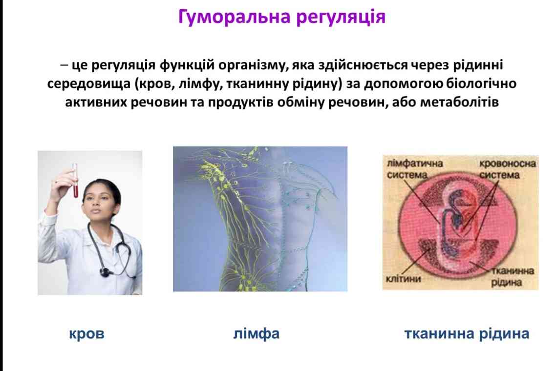 Систематика людини: характерні ознаки в будові організму, приклади