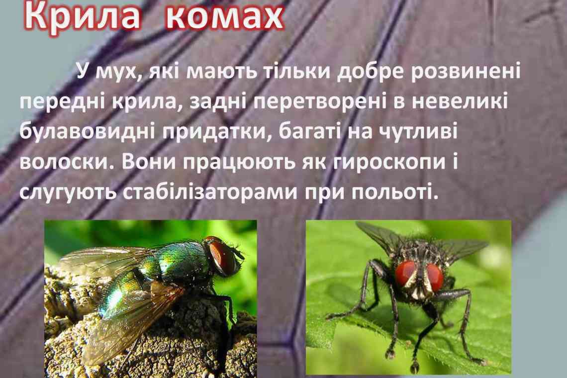 Приклад комахоїдних тварин. Які тварини належать до комах
