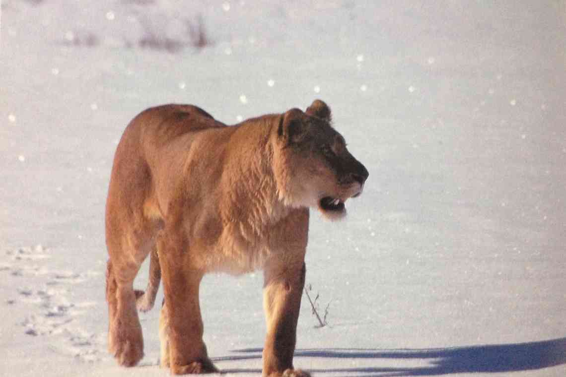 Дізнаємося що за звір мосбахський лев?