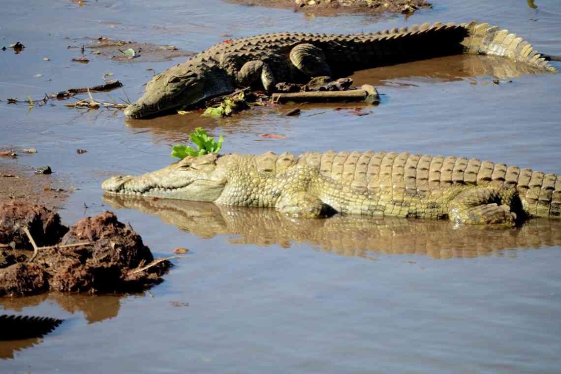 Загін крокодилів: види, спосіб життя і де водиться