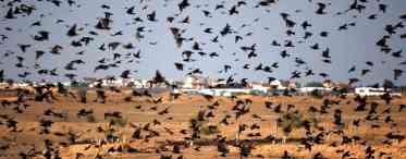 МКС допоможе в дослідженні міграцій тварин і птахів 