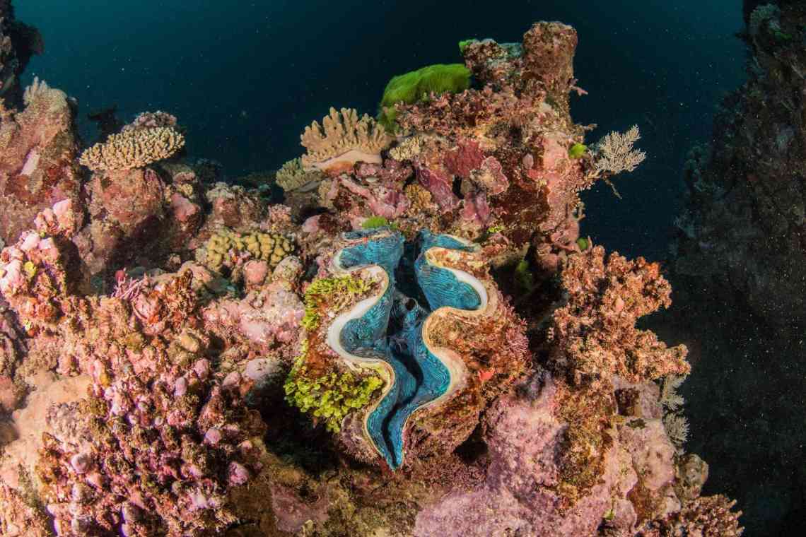 Белізький Бар'єрний риф у Північній Америці: короткий опис, особливості та цікаві факти