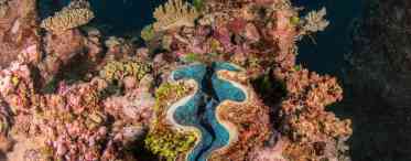 Белізький Бар'єрний риф у Північній Америці: короткий опис, особливості та цікаві факти
