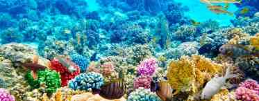 Кораловий риф. Великий Кораловий риф. Підводний світ коралових рифів